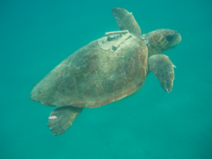Deniz kaplumbağaları GPS ile takip edilecek.